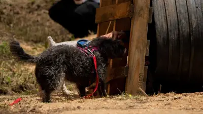 Corte Suprema ratifica reducción de pena para asesino de perros rescatistas Athos y Tango
