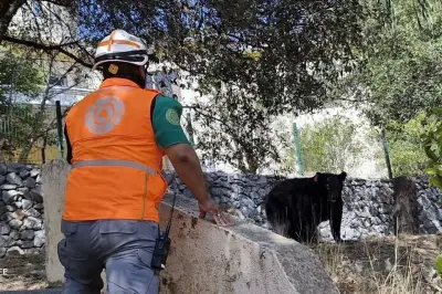 Cuatro osos invaden zona residencial en búsqueda de alimento
