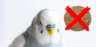 Día Internacional del Periquito Australiano: Peligros de una dieta basada solo en alpiste