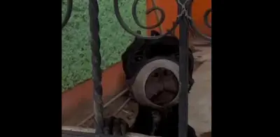 Denuncian maltrato animal en Pachuca: perrita con hocico amarrado