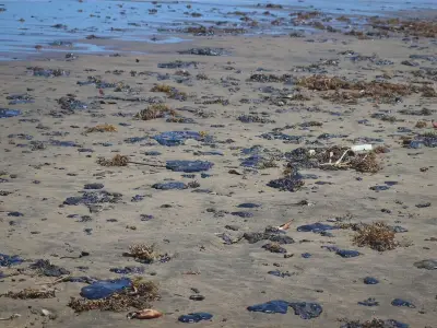 Derrame de petróleo en el Golfo: investigan 13 embarcaciones y dos chapopoteras naturales