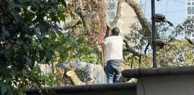 Detienen a cuatro sujetos por tala ilegal de encino en Bosques de las Lomas, Cuajimalpa