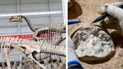 Dinosaurio brasileño Dasosaurus tocantinensis revela conexión ancestral con España