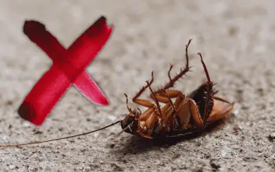 El Limón: El Repelente Natural y Efectivo para Eliminar Cucarachas Sin Químicos