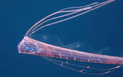 El Misterioso Pez Remo: Revelan su Hábitat Real y Desmienten el Mito del 'Fin del Mundo'