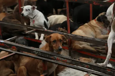 Exigen devolución de perros del Refugio Franciscano en protesta ante partido México-Portugal