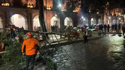 Frente Frío 41 Derriba Laurel Histórico en Zócalo de Oaxaca; Suman 10 Árboles Caídos
