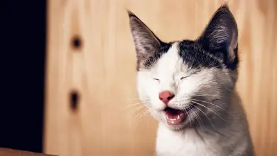 Gato viaja como sombrero en aeropuerto de Atlanta; conoce la historia de Jeremy y Whisker