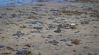 Greenpeace documenta restos de crudo en playas veracruzanas pese a limpieza oficial