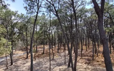 Guadalajara: Los Mejores Parques Gratuitos para Disfrutar un Picnic en Familia