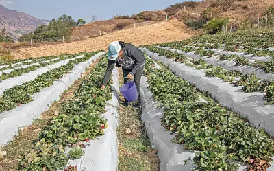 Guerra en Medio Oriente amenaza con disparar la inflación alimentaria en México