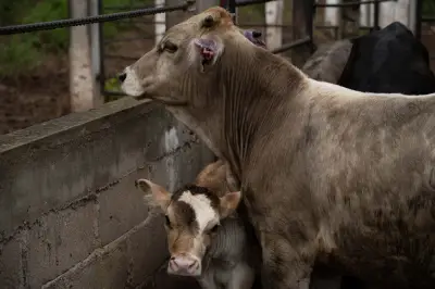 Gusano Barrenador se Expande en Tamaulipas: 19 Casos Confirmados en 11 Municipios