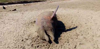 Hallan delfín muerto en playa de Coatzacoalcos por contaminación de hidrocarburos