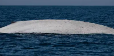 Hito histórico: Avistan primera ballena azul albina en el Parque Nacional Bahía de Loreto