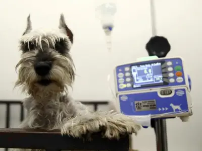 Hospital Veterinario de la UdeG en CUSur se consolida como referente tras una década