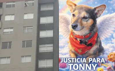 Indignación en Bogotá tras lanzamiento de perro desde piso 25 por hombre bajo efectos de drogas