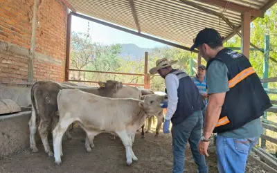 Jalisco enfrenta brote de gusano barrenador en ganado: Autoridades aseguran seguridad alimentaria