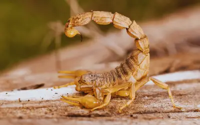 Jalisco lidera en picaduras de alacrán: horario nocturno eleva el riesgo