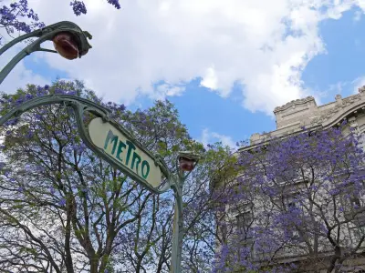 La Ciudad de México se viste de morado con la espectacular floración de jacarandas