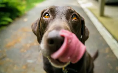 La clave de la salud canina: horarios y frecuencia de alimentación según la edad