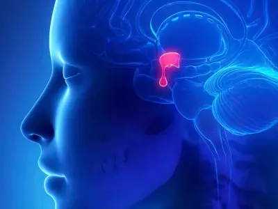 La Glándula Hipófisis: El Pequeño Director Hormonal del Cuerpo Humano