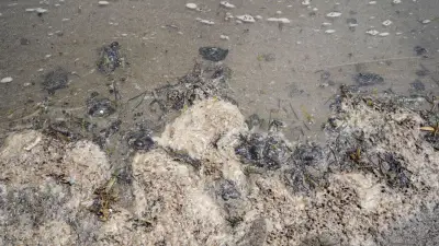 Limpieza en playas de Veracruz avanza tras derrame, pero persiste el chapopote