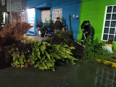 Lluvias en CDMX derriban 28 árboles: reportan daños materiales sin lesionados