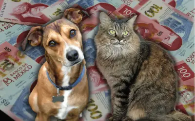 México: El gasto en mascotas supera los mil pesos mensuales por hogar