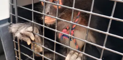 Operativo masivo contra tráfico ilegal de fauna silvestre asegura 138 ejemplares en siete estados