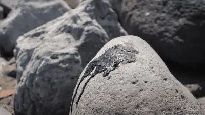 Organizaciones ambientales denuncian opacidad en derrame de hidrocarburos en Golfo de México