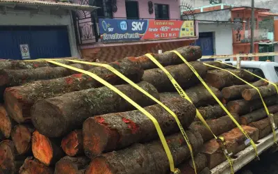 Profepa detiene a 14 personas por tala ilegal en reserva de mariposa monarca en Michoacán