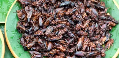 Proteína de Grillos Gana Premio Verde: Innovación Mexicana en Alimentación Sustentable