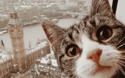 ¿Qué siente tu gato al llegar una nueva mascota? Guía para su adaptación