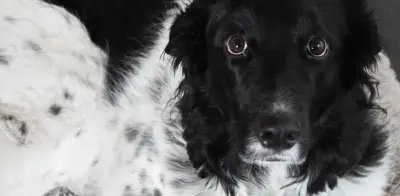 Reportan primer caso de gusano barrenador en perro de Nuevo León en 2026