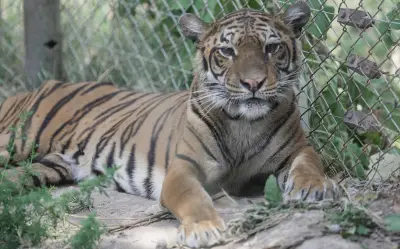 Rescatan y trasladan a Europa a osos y tigresa de zoológico argentino clausurado