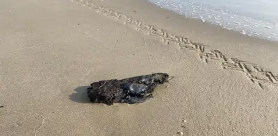 Se desvanece la esperanza: Manchas de chapopote contaminan playa Miramar en Tamaulipas