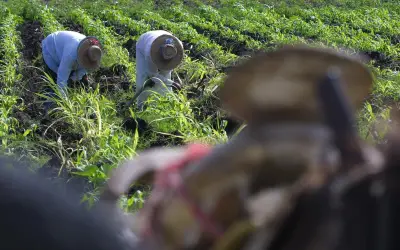 Sinaloa destina recursos propios por primera vez para apoyar a productores de maíz blanco