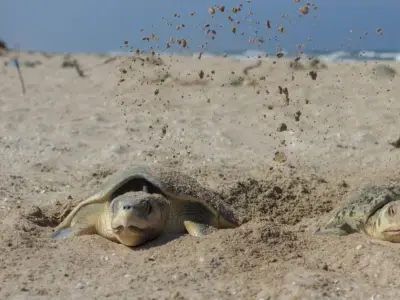 Tamaulipas celebra primera anidación de tortuga lora en la temporada 2026