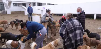 Tribunal federal avala adopción de 936 perros rescatados del Refugio Franciscano en CDMX