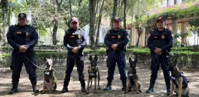 Uzi, Atena, Beretta y Nix: Los nuevos perros policía que reforzarán la seguridad en CDMX