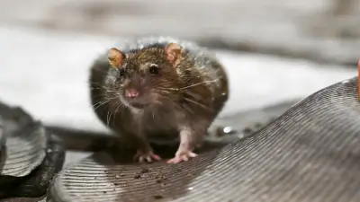 Video viral de rata en el Metro CDMX genera alarma por riesgos sanitarios