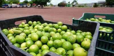 Yucatán amplía cultivos de limón persa para exportación con inversión agroindustrial