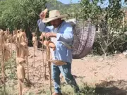 Agricultura reporta reducción del 21% en costos de producción de maíz en 25 estados