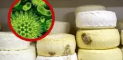 Alerta Máxima en EE.UU.: Retiran Queso Crema por Contaminación con Listeria Mortal