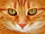 Ariadna y Merlina: La gata invisible que conquistó un hogar y desató rumores