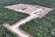 Autoridades y ONGs intensifican esfuerzos para frenar la deforestación en la Península de Yucatán