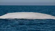 Avistamiento Histórico: Ballena Azul Albina Aparece en la Bahía de Loreto