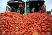 Baja producción de tomate en México por aranceles de EUA afecta al sector agrícola