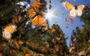 Cambio Climático Desplaza Hábitat de la Mariposa Monarca Hacia el Sur de México