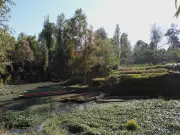 Canales de San Gregorio Atlapulco: entre chinampas y contaminación en Xochimilco
